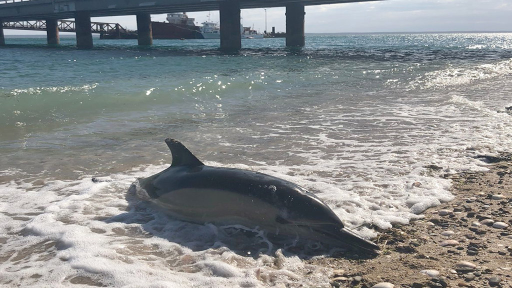 Ya son cerca de 35 los delfines muertos en la zona de puerto San Antonio Este - Las Grutas