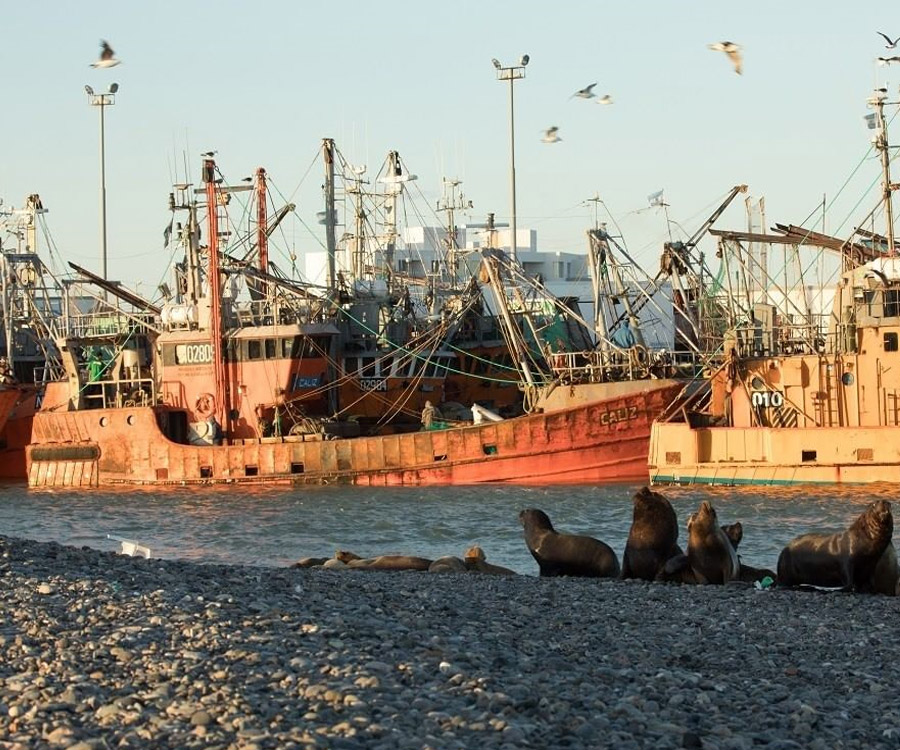La actividad pesquera en Rawson genera unos 10 mil empleos directos e indirectos