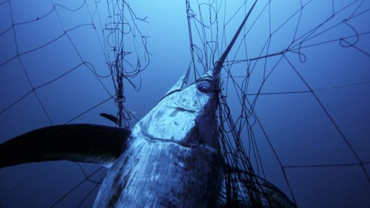 Enormes redes de deriva ilegales continúan devastando los mares en todo el mundo