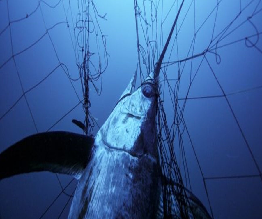 Enormes redes de deriva ilegales continúan devastando los mares en todo el mundo