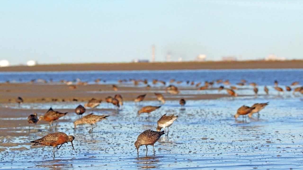 Bahía Blanca: ya funciona una obra clave para disminuir la contaminación del estuario