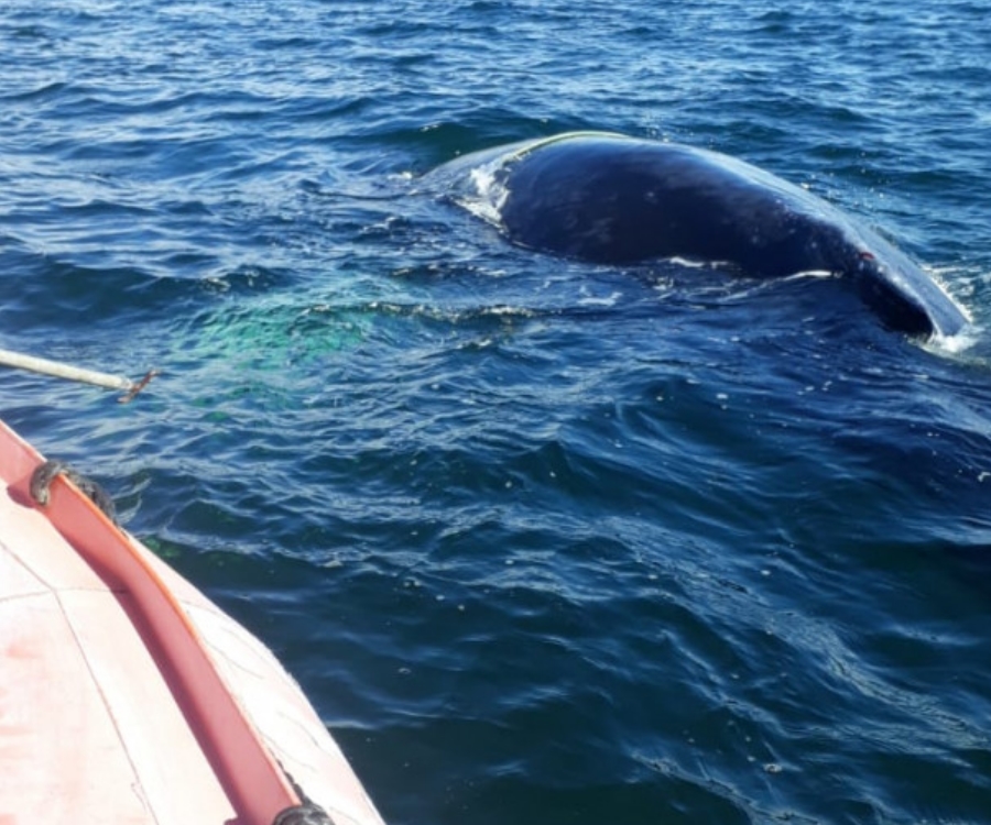 Prefectura logró liberar una ballena atrapada en Ushuaia