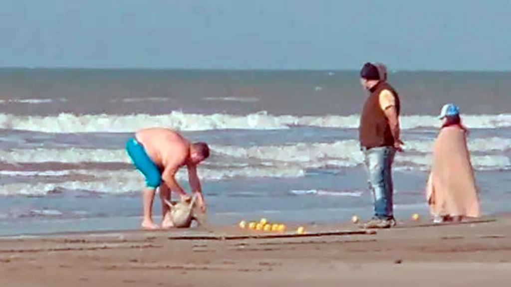 Polémica: un hombre pescó un delfín en peligro de extinción y se lo llevó en una frazada