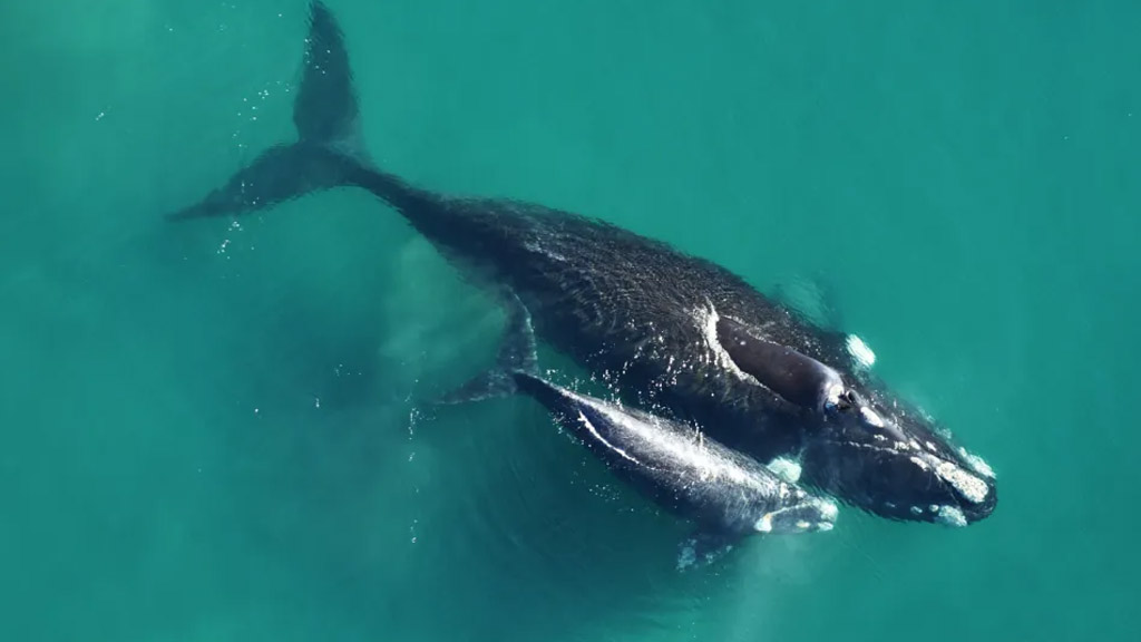 Por primera vez, registran el viaje migratorio completo de una ballena franca austral con cría