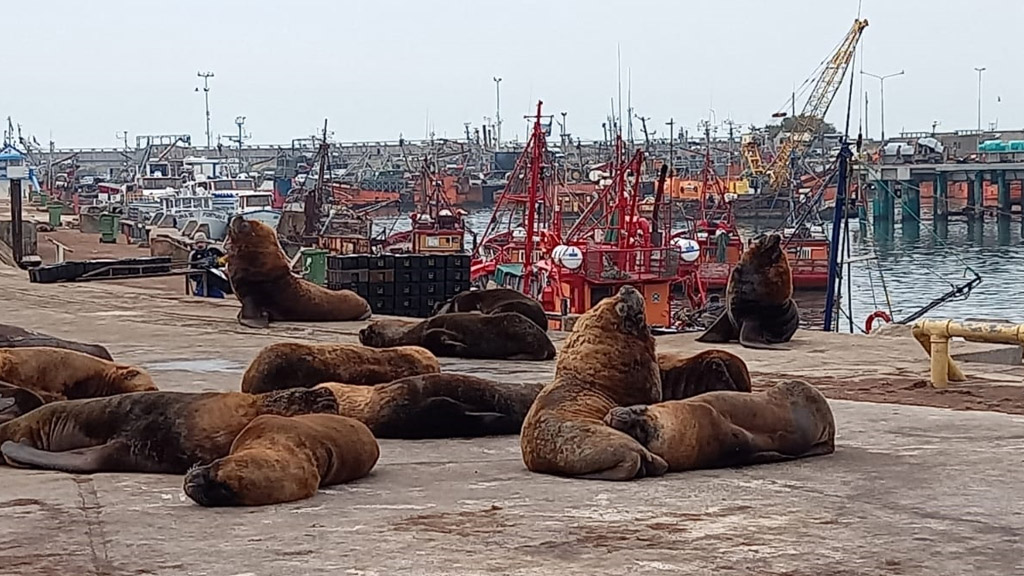 Mar del Plata: programa para desplazar a los lobos marinos de zonas operativas del puerto