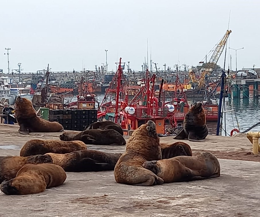 Mar del Plata: programa para desplazar a los lobos marinos de zonas operativas del puerto