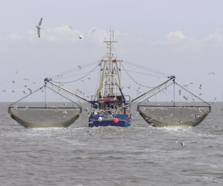 Cambios en las normas que regulan la captura del langostino en el Mar Argentino