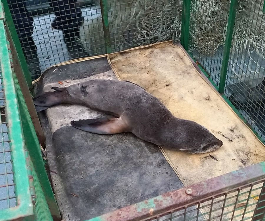 Un lobo marino desnutrido fue rescatado en el puerto de La Plata por Prefectura