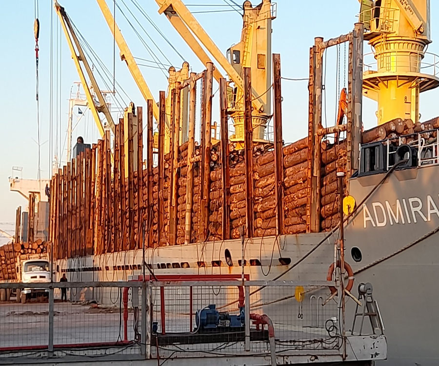 Nueva carga de rollizos de pino para exportación en el puerto de Ibicuy