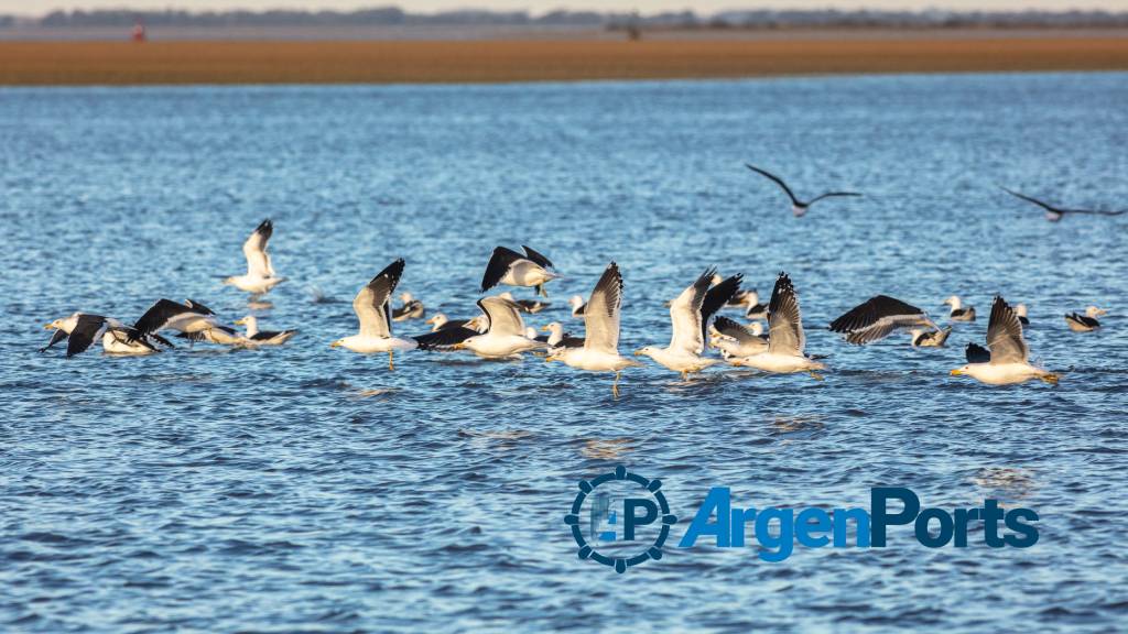 Ya es ley el proyecto que declara Reserva Natural al Islote del Puerto de Bahía Blanca