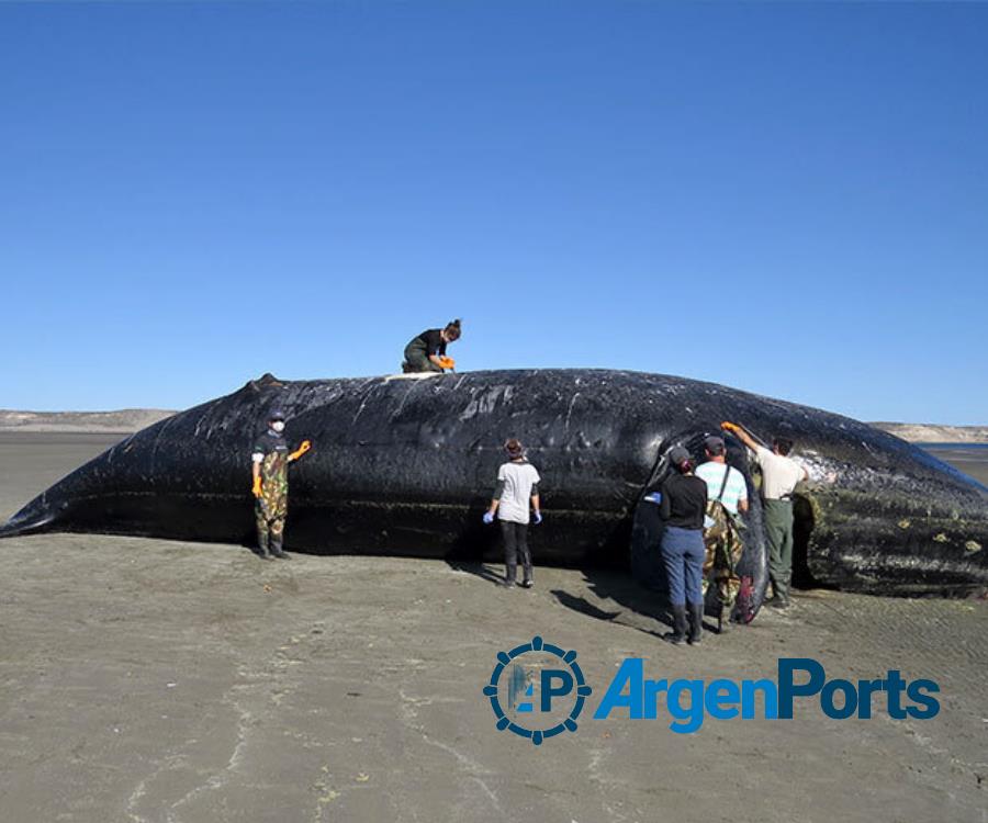 Ya son 13 las ballenas que aparecieron muertas en la zona de Península Valdés