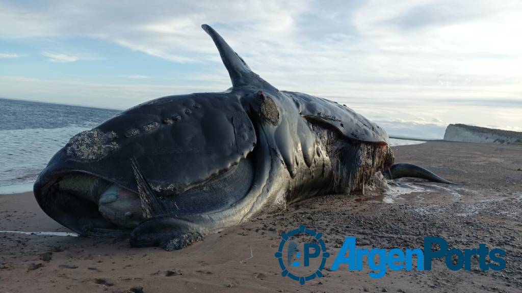 Mortandad de ballenas: investigadoras del INIDEP trabajan en Puerto Madryn