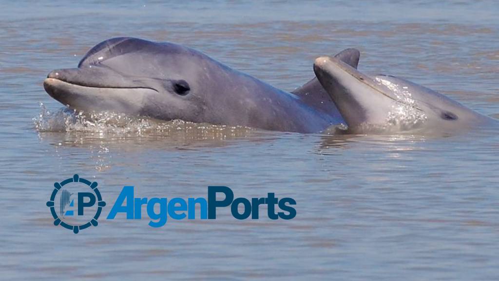 El puerto de Bahía Blanca avanza con un programa para la protección de delfines