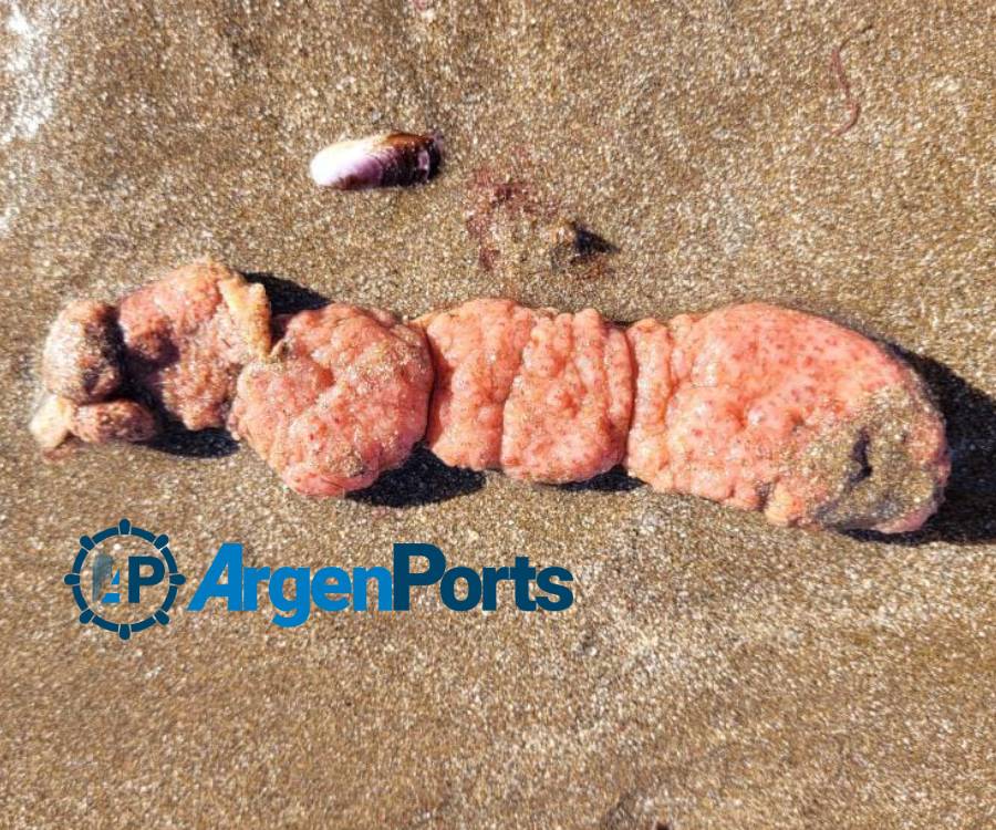 Papas de mar, los organismos que colmaron las playas del sur de Mar del Plata