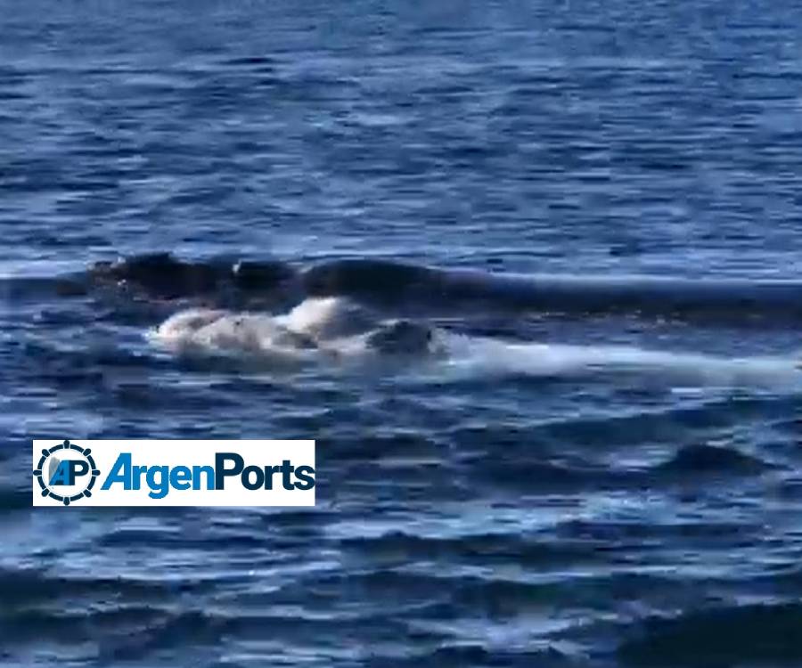 En video: iba a bucear en Madryn y apareció una ballena con su bebé blanco