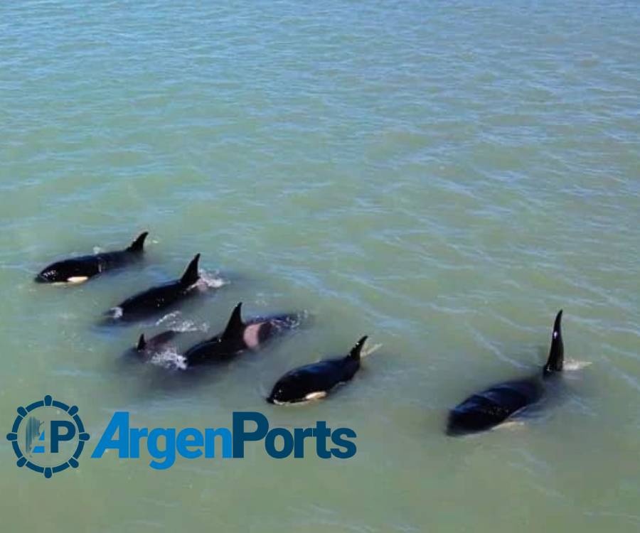 Buscan reglamentar el avistaje de cetáceos en las costas bonaerenses