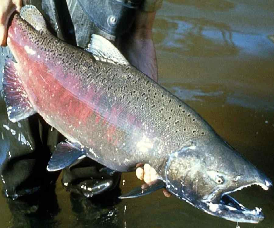 Por qué llegan los salmones hasta el río Paraná y su impacto en el ecosistema